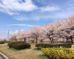 日本出國勞務辦理